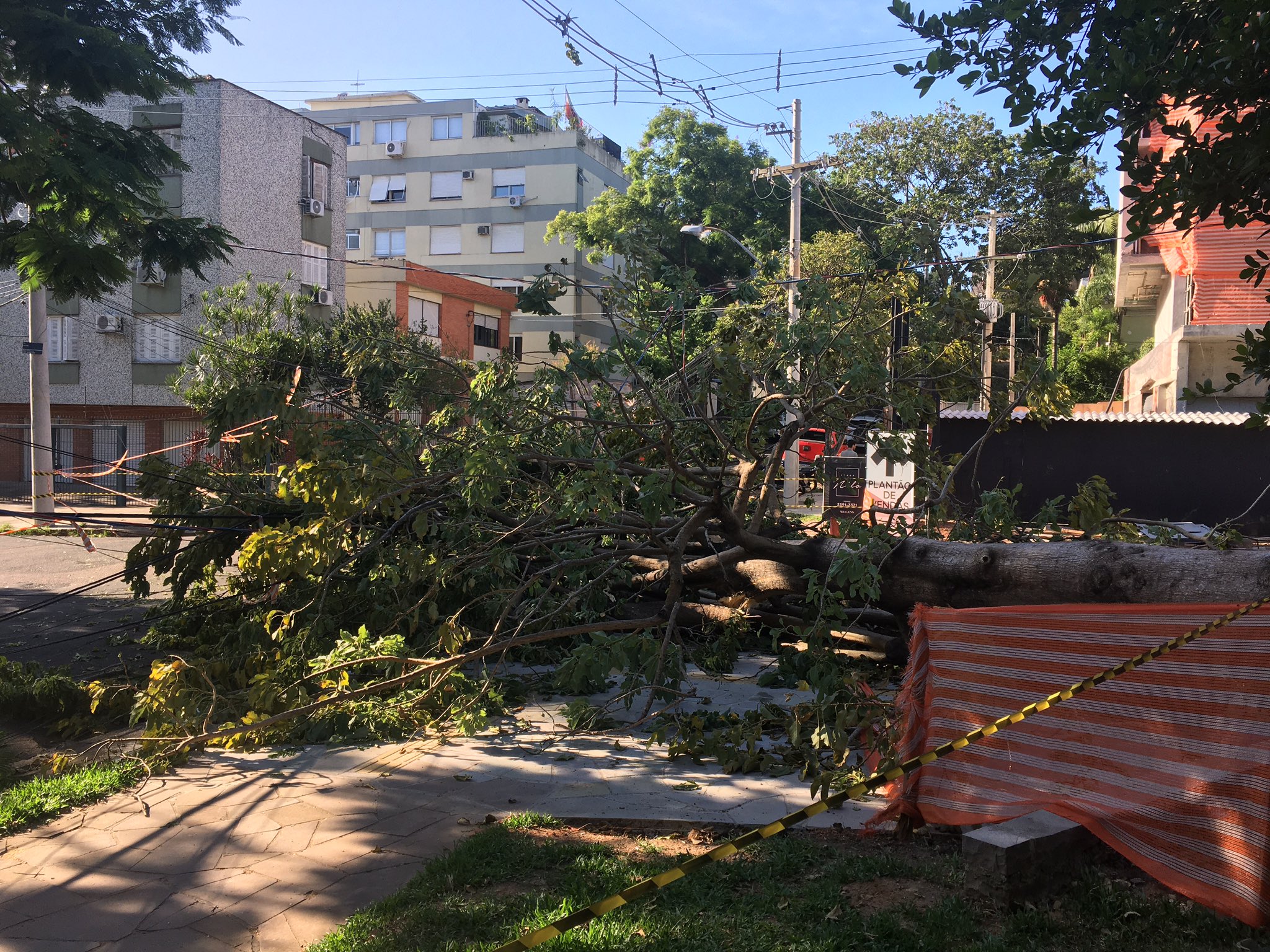 Árvore na Rua Jaime Telles