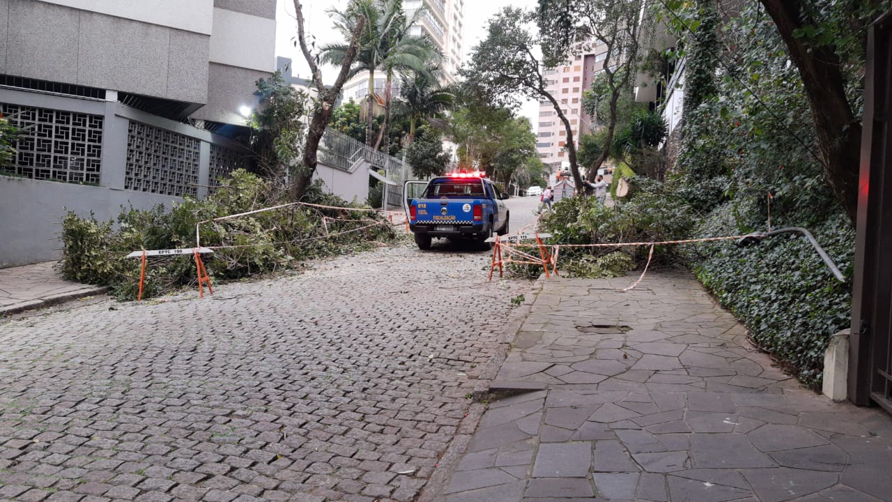 Árvore Porto Alegre