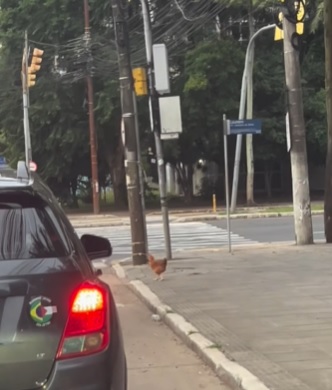 galinha porto alegre