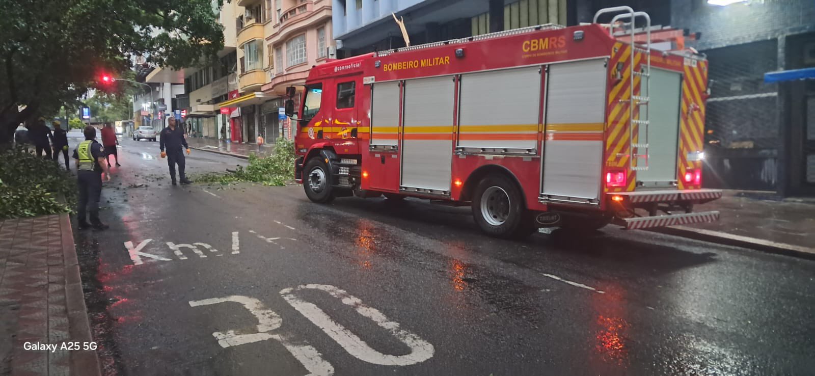 retirada da árvore porto