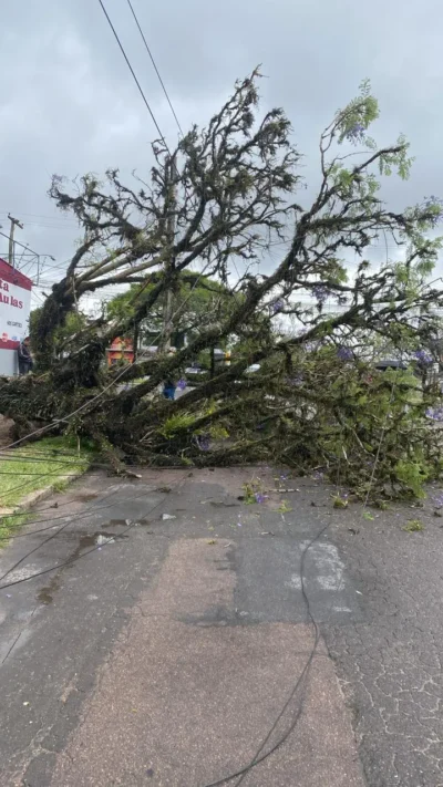Queda de árvore causa bloqueio total Rua Sílvio R. Sirângelo
